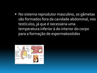 Continuidade Da Vida