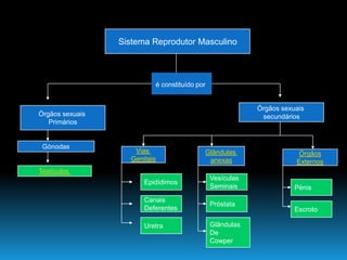 Continuidade Da Vida