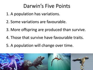 Darwin’s Five Points
1. A population has variations.
2. Some variations are favourable.
3. More offspring are produced than survive.
4. Those that survive have favourable traits.
5. A population will change over time.
 