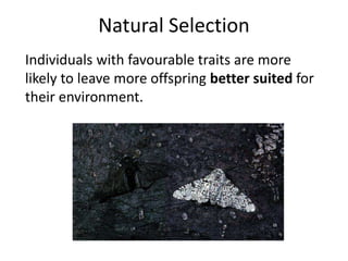 Natural Selection
Individuals with favourable traits are more
likely to leave more offspring better suited for
their environment.
www.flutterbyinfo.com
 