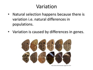 Variation
• Natural selection happens because there is
variation i.e. natural differences in
populations.
• Variation is caused by differences in genes.
http://www.darwinwasright.org/genetics.html
 