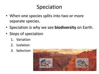 Speciation
• When one species splits into two or more
separate species.
• Speciation is why we see biodiversity on Earth.
• Steps of speciation
1. Variation
2. Isolation
3. Selection
www.thinglink.com
 