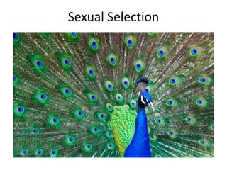 Sexual Selection
www.hd-wallpapersdownload.com
 