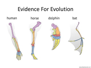 Evidence For Evolution
www.philpoteducation.com
 