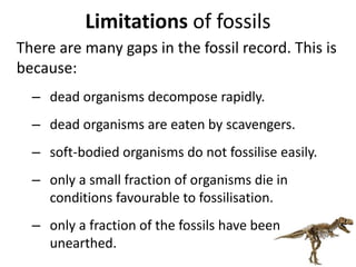 Limitations of fossils
There are many gaps in the fossil record. This is
because:
– dead organisms decompose rapidly.
– dead organisms are eaten by scavengers.
– soft-bodied organisms do not fossilise easily.
– only a small fraction of organisms die in
conditions favourable to fossilisation.
– only a fraction of the fossils have been
unearthed.
 