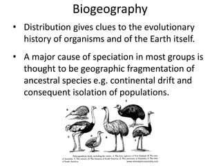 Biogeography
• Distribution gives clues to the evolutionary
history of organisms and of the Earth itself.
• A major cause of speciation in most groups is
thought to be geographic fragmentation of
ancestral species e.g. continental drift and
consequent isolation of populations.
www.animalpicturesociety.com
 