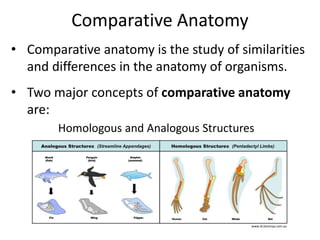 Comparative Anatomy
• Comparative anatomy is the study of similarities
and differences in the anatomy of organisms.
• Two major concepts of comparative anatomy
are:
www.ib.bioninja.com.au
Homologous and Analogous Structures
 