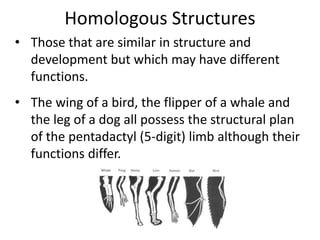 Homologous Structures
• Those that are similar in structure and
development but which may have different
functions.
• The wing of a bird, the flipper of a whale and
the leg of a dog all possess the structural plan
of the pentadactyl (5-digit) limb although their
functions differ.
 