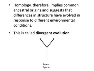 • Homology, therefore, implies common
ancestral origins and suggests that
differences in structure have evolved in
response to different environmental
conditions.
• This is called divergent evolution.
 