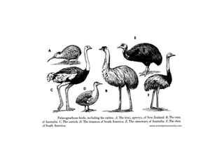 www.animalpicturesociety.com
 