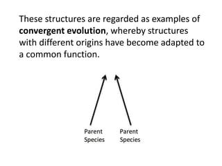 These structures are regarded as examples of
convergent evolution, whereby structures
with different origins have become adapted to
a common function.
 
