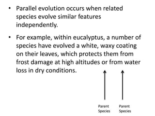 • Parallel evolution occurs when related
species evolve similar features
independently.
• For example, within eucalyptus, a number of
species have evolved a white, waxy coating
on their leaves, which protects them from
frost damage at high altitudes or from water
loss in dry conditions.
 