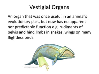 Vestigial Organs
An organ that was once useful in an animal’s
evolutionary past, but now has no apparent
nor predictable function e.g. rudiments of
pelvis and hind limbs in snakes, wings on many
flightless birds.
smithlhhsb122.wikispaces.com
 