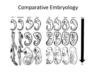Comparative Embryology
 