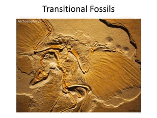 Transitional Fossils
Archaeopteryx
www.flickr.com
 