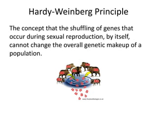 Hardy-Weinberg Principle
The concept that the shuffling of genes that
occur during sexual reproduction, by itself,
cannot change the overall genetic makeup of a
population.
www.thealevelbiologist.co.uk
 