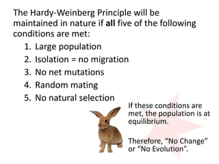 The Hardy-Weinberg Principle will be
maintained in nature if all five of the following
conditions are met:
1. Large population
2. Isolation = no migration
3. No net mutations
4. Random mating
5. No natural selection
If these conditions are
met, the population is at
equilibrium.
Therefore, “No Change”
or “No Evolution”.
 