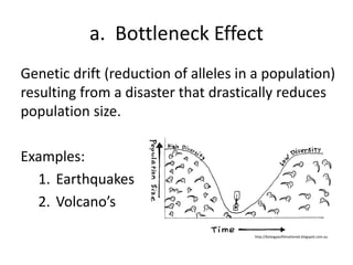 a. Bottleneck Effect
Genetic drift (reduction of alleles in a population)
resulting from a disaster that drastically reduces
population size.
Examples:
1. Earthquakes
2. Volcano’s
http://biologyasifitmattered.blogspot.com.au
 