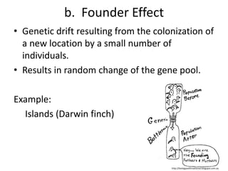 b. Founder Effect
• Genetic drift resulting from the colonization of
a new location by a small number of
individuals.
• Results in random change of the gene pool.
Example:
Islands (Darwin finch)
http://biologyasifitmattered.blogspot.com.au
 