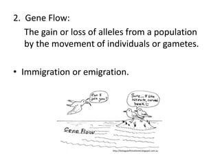 2. Gene Flow:
The gain or loss of alleles from a population
by the movement of individuals or gametes.
• Immigration or emigration.
http://biologyasifitmattered.blogspot.com.au
 