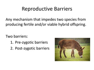 Reproductive Barriers
Any mechanism that impedes two species from
producing fertile and/or viable hybrid offspring.
Two barriers:
1. Pre-zygotic barriers
2. Post-zygotic barriers
www.1millionfreepictures.com
 