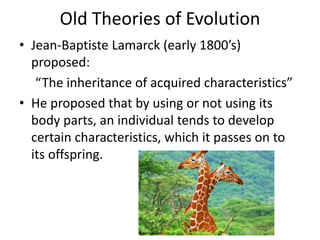Old Theories of Evolution
• Jean-Baptiste Lamarck (early 1800’s)
proposed:
“The inheritance of acquired characteristics”
• He proposed that by using or not using its
body parts, an individual tends to develop
certain characteristics, which it passes on to
its offspring.
www.linkmesh2.com
 