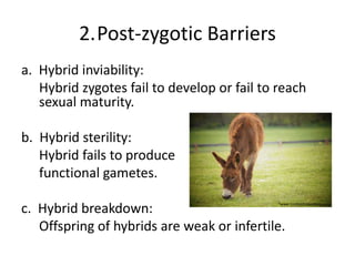 2.Post-zygotic Barriers
a. Hybrid inviability:
Hybrid zygotes fail to develop or fail to reach
sexual maturity.
b. Hybrid sterility:
Hybrid fails to produce
functional gametes.
c. Hybrid breakdown:
Offspring of hybrids are weak or infertile.
www.1millionfreepictures.com
 