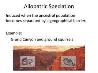 Allopatric Speciation
Induced when the ancestral population
becomes separated by a geographical barrier.
Example:
Grand Canyon and ground squirrels
www.thinglink.com
 