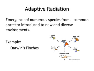 Adaptive Radiation
Emergence of numerous species from a common
ancestor introduced to new and diverse
environments.
Example:
Darwin’s Finches
www.ib.bioninja.com.au
 