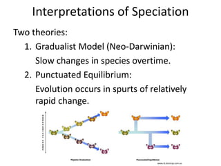 Interpretations of Speciation
Two theories:
1. Gradualist Model (Neo-Darwinian):
Slow changes in species overtime.
2. Punctuated Equilibrium:
Evolution occurs in spurts of relatively
rapid change.
www.ib.bioninja.com.au
 
