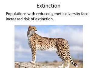 Extinction
Populations with reduced genetic diversity face
increased risk of extinction.
all4desktop.com
 