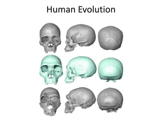 Human Evolution
phys.org
 