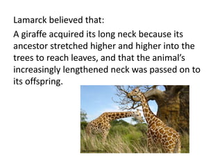 Lamarck believed that:
A giraffe acquired its long neck because its
ancestor stretched higher and higher into the
trees to reach leaves, and that the animal’s
increasingly lengthened neck was passed on to
its offspring.
www.thewallpapers.org
 