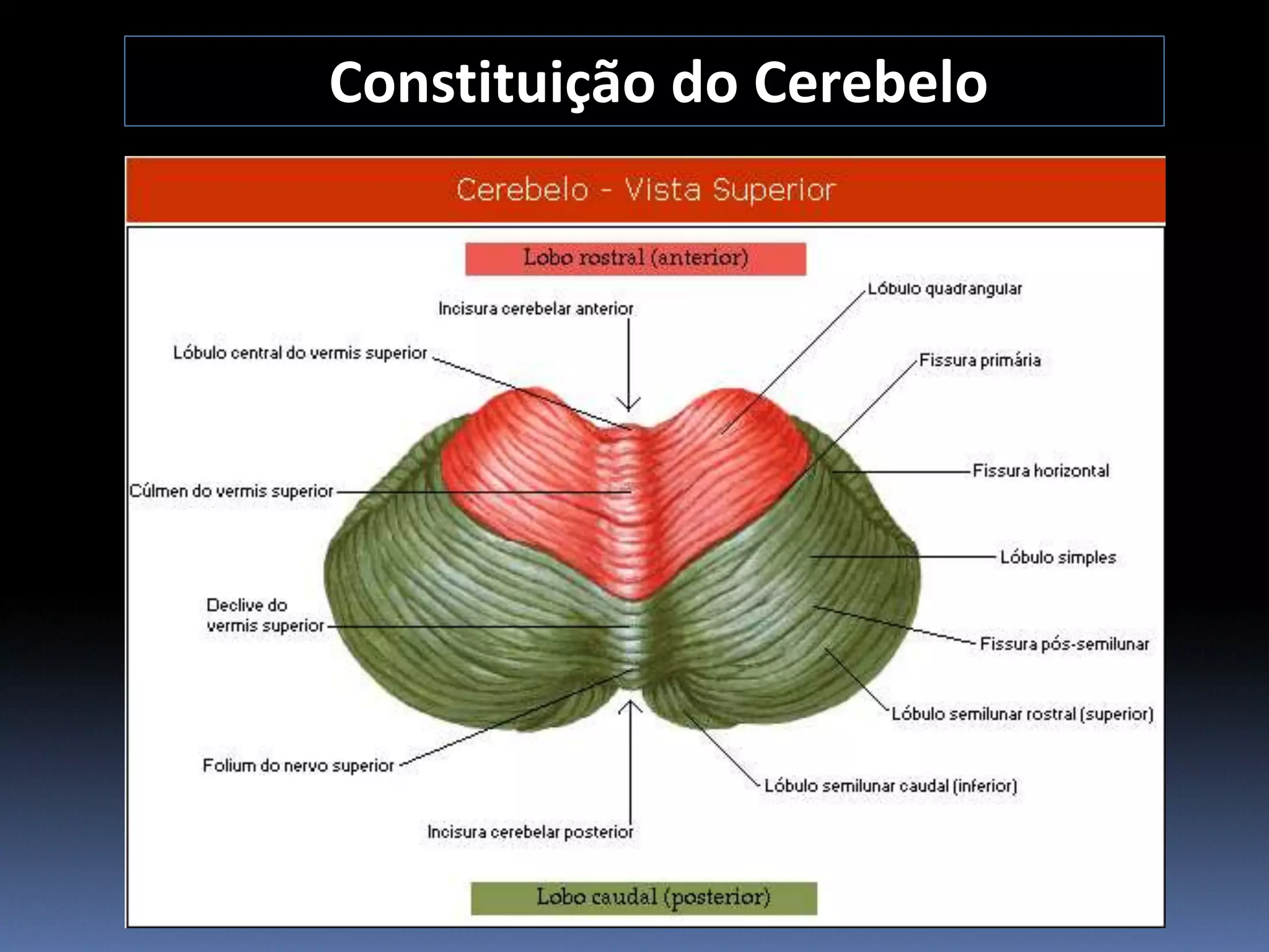 Contituiçao e Funções do cerebelo | PPT