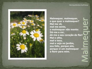 HenriqueSantos AnaFrançaMalmequer, malmequer,o que quer o malmequer?Mal me vê,mal me sente,o malmequer não mente:Dá-me a cor, dá-me o seu coração de flor!Mal o olho,mal o toco,mal o vejo no jardim,sou feliz, porque sim,porque vi um malmequera florir para mim.Malmequer 