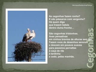 HenriqueSantos AnaFrançaAs cegonhas fazem ronha?E são pássaros com vergonha?Há quem diga que trazem bebés dentro duma fronha… São cegonhas tristonhas.Aves pensativas em ninhos bravios de alturas sem par. Fazem voos de desenhos serenos e descem em pousos suaves para passeios pernaltas à caça de rãs à tardinha e cedo, pelas manhãs.Cegonhas