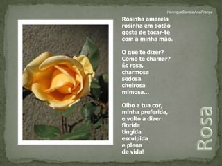 HenriqueSantos AnaFrançaRosinha amarela rosinha em botão gosto de tocar-te com a minha mão. O que te dizer?Como te chamar?És rosa, charmosa sedosa cheirosa mimosa…  Olho a tua cor,minha preferida,e volto a dizer:floridatingidaesculpidae plenade vida! Rosa