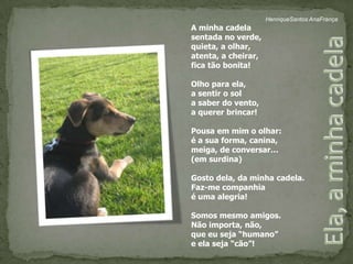 HenriqueSantos AnaFrançaA minha cadelasentada no verde,quieta, a olhar,atenta, a cheirar,fica tão bonita!Olho para ela,a sentir o sola saber do vento,a querer brincar!Pousa em mim o olhar:é a sua forma, canina,meiga, de conversar…(em surdina)Gosto dela, da minha cadela.Faz-me companhiaé uma alegria!Somos mesmo amigos.Não importa, não,que eu seja “humano”e ela seja “cão”!Ela, a minha cadela