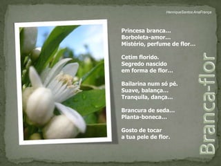 HenriqueSantos AnaFrançaPrincesa branca…Borboleta-amor…Mistério, perfume de flor…Cetim florido.Segredo nascidoem forma de flor… Bailarina num só pé.Suave, balança…Tranquila, dança…Brancura de seda…Planta-boneca…Gosto de tocar a tua pele de flor.Branca-flor