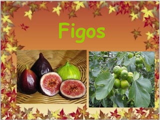 Figos
 