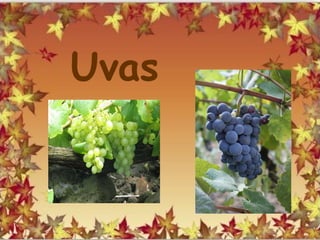 Uvas
 
