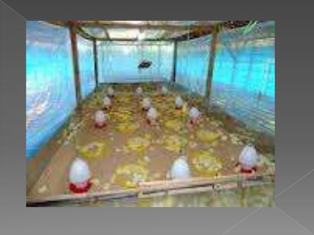Contoh brooding ayam broiler | PPTX