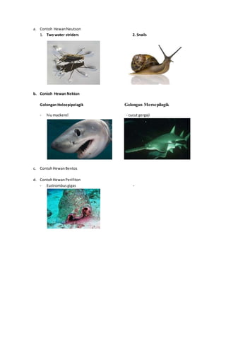a. Contoh HewanNeutson
1. Two water striders 2. Snails
b. Contoh Hewan Nekton
Golongan Holoepipelagik Golongan Meroepilagik
- hiumackerel - cucut gergaji
c. ContohHewanBentos
d. ContohHewanPerifiton
- Eustrombusgigas -
 