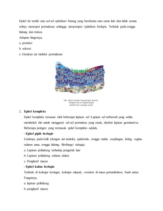 Epitel ini terdiri atas sel-sel epitelium batang yang berekatan satu sama lain dan tidak semua
selnya mencapai permukaan sehingga menyerupai epitelium berlapis. Terletak pada rongga
hidung dan trakea.
Adapun fungsinya,
a. proteksi
b. sekresi
c. Gerakan zat melalui permukaan
Gbr. Epitel silindris banyak lapis bersilia .
(tampak silia di tengah-tengah,
diambil dari eaofagus janin).
2. Epitel kompleks
Epitel kompleks tersusun oleh beberapa lapisan sel. Lapisan sel terbawah yang selalu
membelah diri untuk mengganti sel-sel permukan yang rusak, disebut lapisan germinativa.
Beberapa jaringan yang termasuk epitel kompleks adalah,
- Epitel pipih berlapis
Letaknya pada kulit (dengan zat tanduk), epidermis, rongga mulut, esophagus, laring, vagina,
saluran anus, rongga hidung. Berfungsi sebagai,
a. Lapisan pelindung terhadap pengaruh luar
b. Lapisan pelindung saluran dalam
c. Penghasil mucus
- Epitel kubus berlapis
Terletak di kelenjar keringat, kelenjar minyak, ovarium di masa pertumbuhan, buah zakar.
Fungsinya,
a. lapisan pelindung
b. penghasil mucus
 