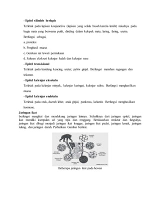 - Epitel silindris berlapis
Terletak pada lapisan konjunctiva (lapisan yang selalu basah karena lendir) misalnya pada
bagia mata yang berwarna putih, dinding dalam kelopak mata, laring, faring, uretra.
Berfungsi sebagai,
a. proteksi
b. Penghasil mucus
c. Gerakan zat lewati permukaan
d. Saluran ekskresi kelenjar ludah dan kelenjar susu
- Epitel transisional
Terletak pada kandung kencing, ureter, pelvis ginjal. Berfungsi menahan regangan dan
tekanan.
- Epitel kelenjar eksokrin
Terletak pada kelenjar minyak, kelenjar keringat, kelenjar saliva. Berfungsi menghasilkan
mucus
- Epitel kelenjar endokrin
Terletak pada otak, daerah leher, anak ginjal, pankreas, kelamin. Berfungsi menghasilkan
hormone.
Jaringan ikat
berfungsi mengikat dan mendukung jaringan lainnya. Sebaliknya dari jaringan epitel, jaringan
ikat memiliki kumpulan sel yang tipis dan renggang. Berdasarkan struktur dan fungsinya,
jaringan ikat dibagi menjadi jaringan ikat longgar, jaringan ikat padat, jaringan lemak, jaringan
tulang, dan jaringan darah. Perhatikan Gambar berikut.
Beberapa jaringan ikat pada hewan
 