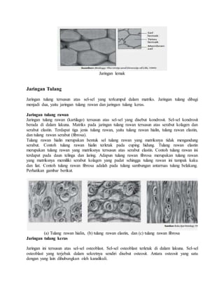 Jaringan lemak
Jaringan Tulang
Jaringan tulang tersusun atas sel-sel yang terkumpul dalam matriks. Jaringan tulang dibagi
menjadi dua, yaitu jaringan tulang rawan dan jaringan tulang keras.
Jaringan tulang rawan
Jaringan tulang rawan (kartilago) tersusun atas sel-sel yang disebut kondrosit. Sel-sel kondrosit
berada di dalam lakuna. Matriks pada jaringan tulang rawan tersusun atas serabut kolagen dan
serabut elastin. Terdapat tiga jenis tulang rawan, yaitu tulang rawan hialin, tulang rawan elastin,
dan tulang rawan serabut (fibrosa).
Tulang rawan hialin merupakan bentuk sel tulang rawan yang matriksnya tidak mengandung
serabut. Contoh tulang rawan hialin terletak pada cuping hidung. Tulang rawan elastin
merupakan tulang rawan yang matriksnya tersusun atas serabut elastin. Contoh tulang rawan ini
terdapat pada daun telinga dan laring. Adapun tulang rawan fibrosa merupakan tulang rawan
yang matriksnya memiliki serabut kolagen yang padat sehingga tulang rawan ini tampak kaku
dan liat. Contoh tulang rawan fibrosa adalah pada tulang sambungan antarruas tulang belakang.
Perhatikan gambar berikut.
(a) Tulang rawan hialin, (b) tulang rawan elastin, dan (c) tulang rawan fibrosa
Jaringan tulang keras
Jaringan ini tersusun atas sel-sel osteoblast. Sel-sel osteoblast terletak di dalam lakuna. Sel-sel
osteoblast yang terjebak dalam sekretnya sendiri disebut osteosit. Antara osteosit yang satu
dengan yang lain dihubungkan oleh kanalikuli.
 