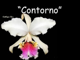 “ Contorno”