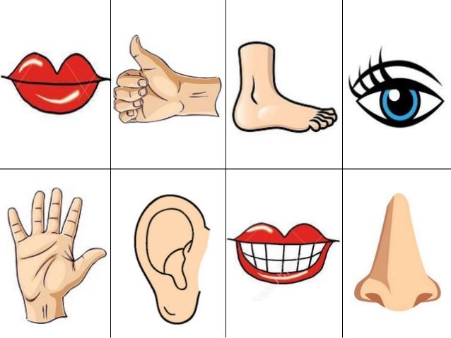 Contorno y figura partes del cuerpo