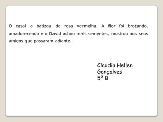 O casal a batizou de rosa vermelha. A flor foi brotando,
amadurecendo e o David achou mais sementes, mostrou aos seus
amigos que passaram adiante.




                                      Claudia Hellen
                                      Gonçalves
                                      5ª B
 