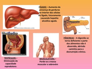 FÍGADO – Aumento da
presença de gorduras
no interior das células
do fígado, futuramente
causando hepatite
alcoólica aguda.
PÂNCREAS – A digestão se
torna deficiente e parte
dos alimentos não é
absorvida, abrindo
caminho para a
desnutrição crônica.
TESTÍCULOS –
Diminuição da
capacidade
reprodutora.
MUSCULATURA –
Perde-se a massa
muscular e sobrevém
 